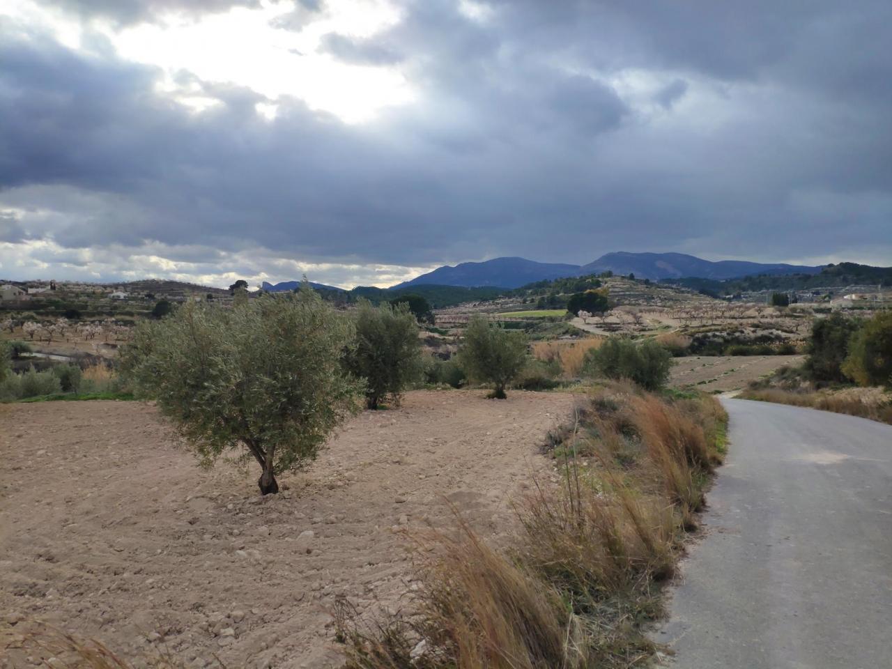  Tierra oliveras Olleras